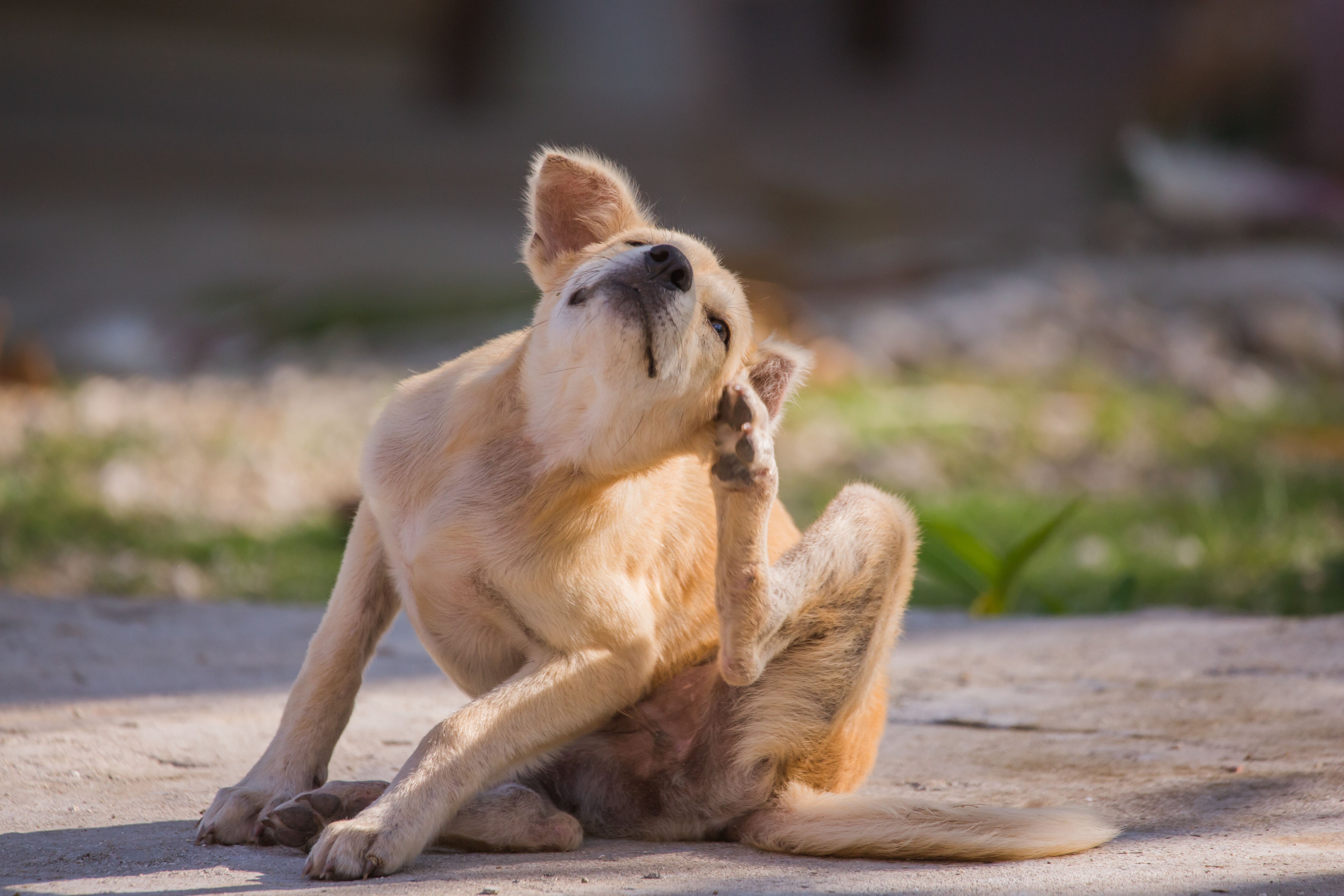 what causes dogs to itch