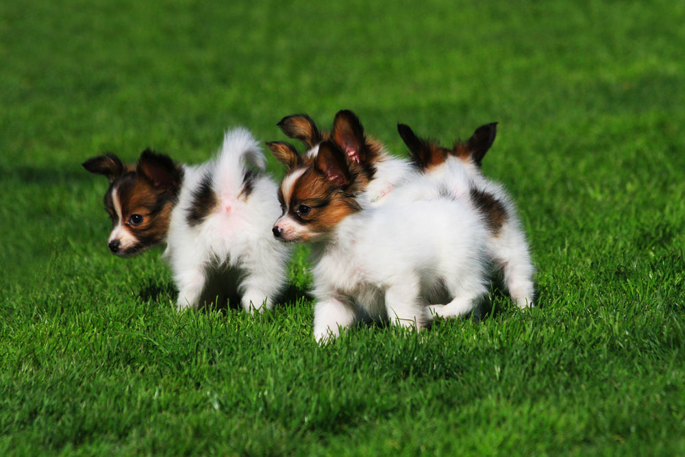how old are puppies when they are weaned