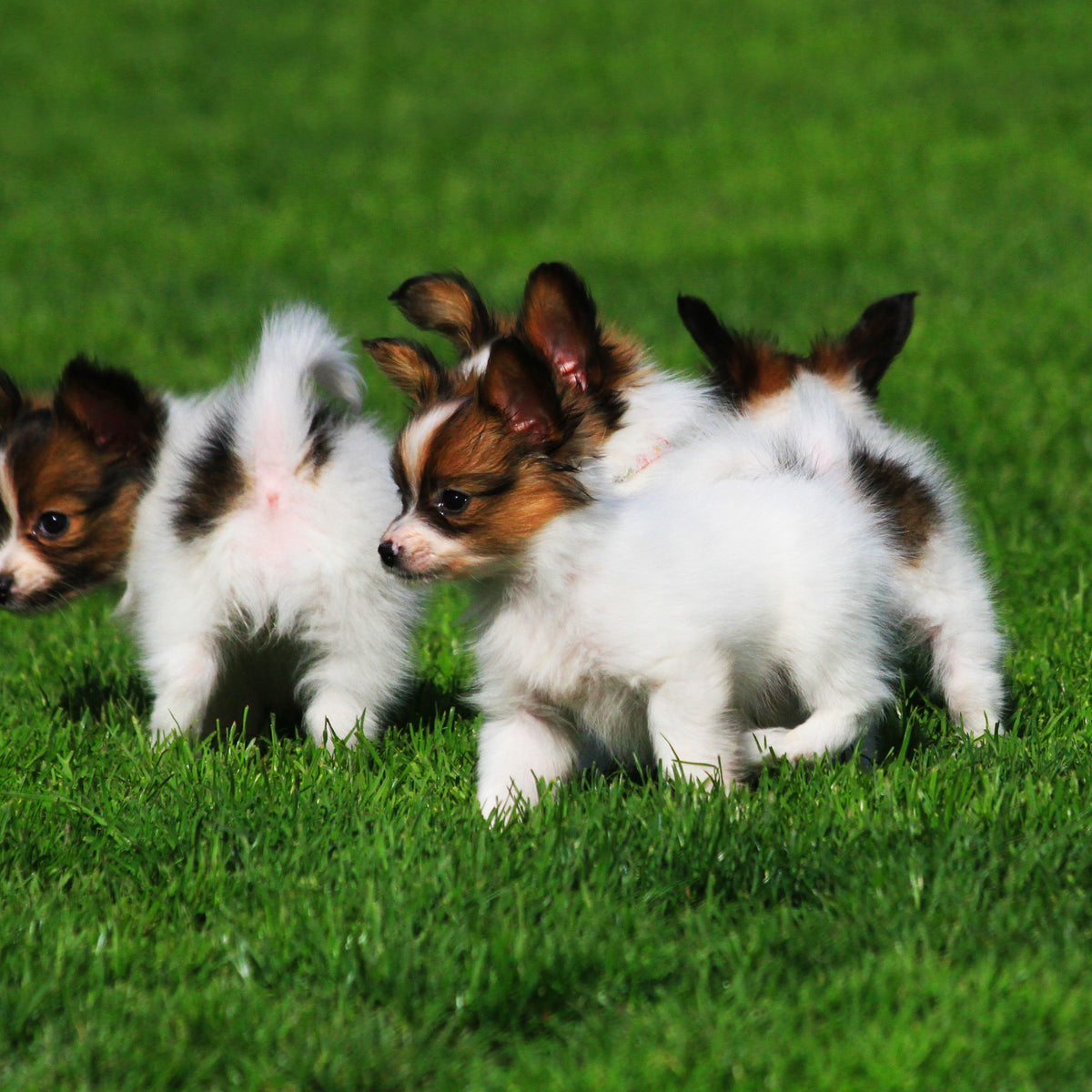 what is the best food to wean puppies on