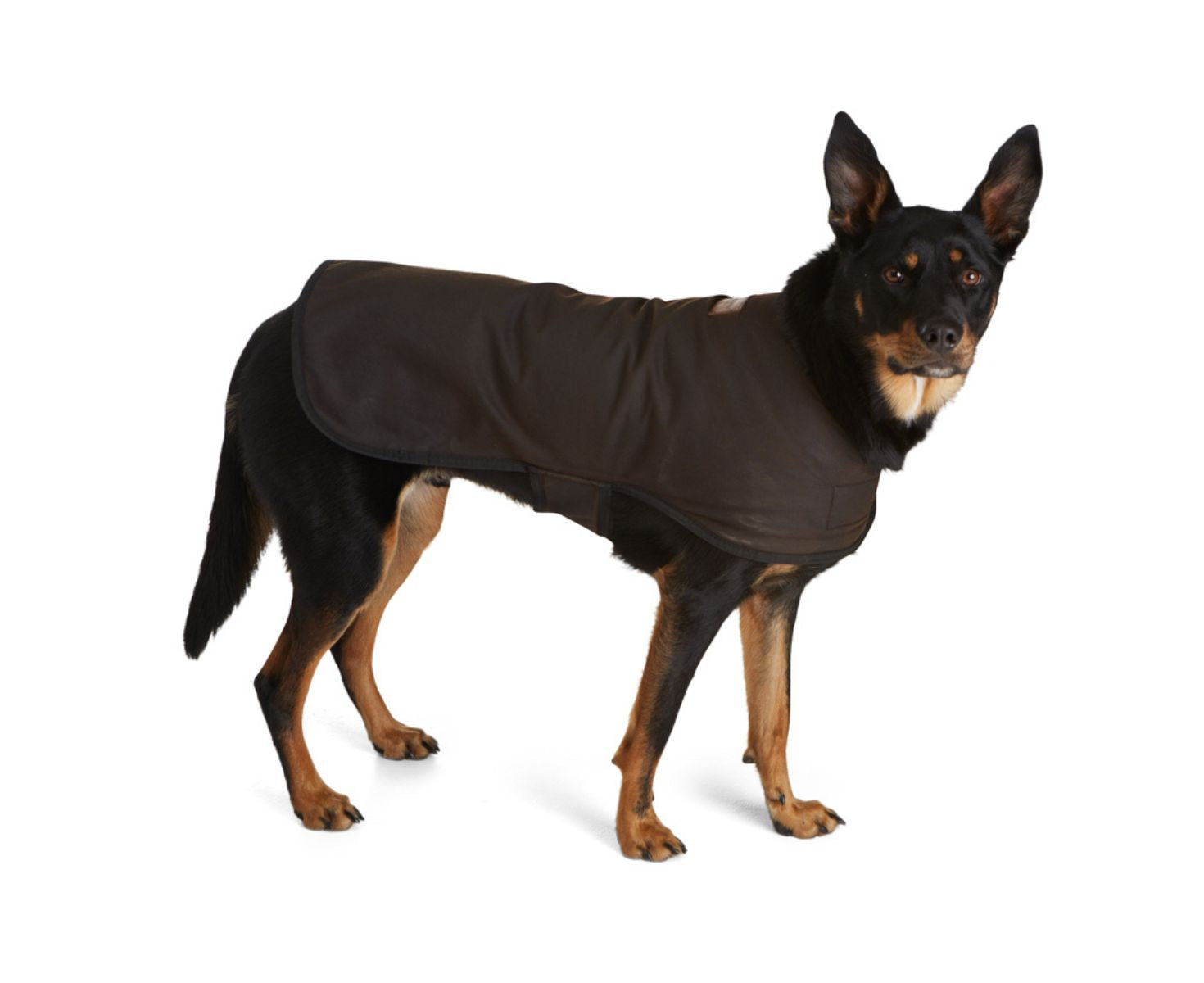 Doggie Oilskin Rain Coat – Mortels Sheepskin Factory