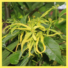 Ylang Ylang Flower