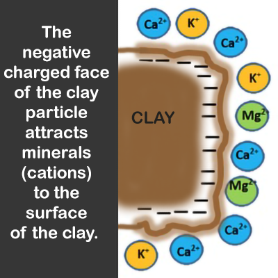 Facial Clay Cation Exchange