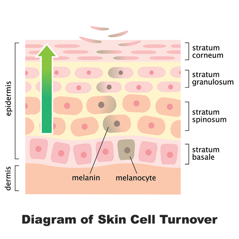 Natural Exfoliation help with skin cell turnover