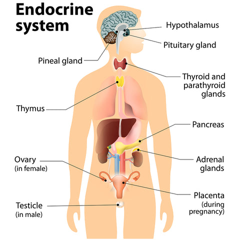 Endocrine System & Essential Oils