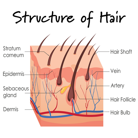 Natural Hair Care Structure of Hair