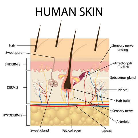 Layers of Human Skin Diagram Natural Skin Care