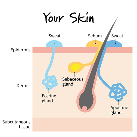 Every pore is technically a hair follicle that can produce sebum the natural skin oil