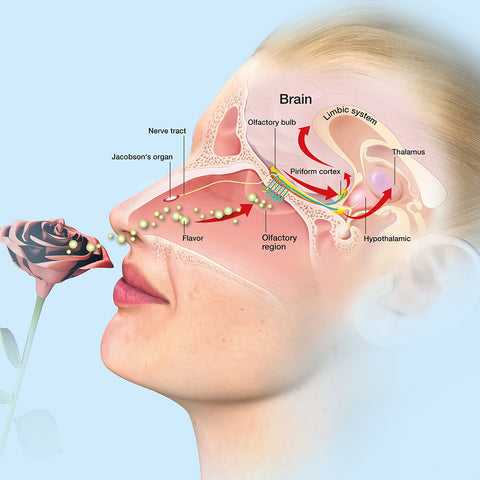 Olfactory System in Aromatherapy