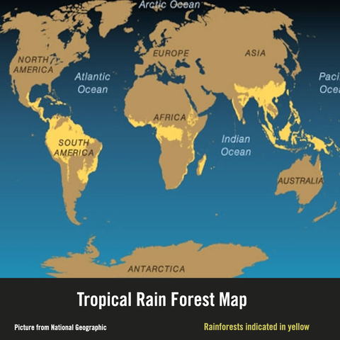 Native rainforests destroyed to plant soy, rubber, sunflower oil, palm oil, coffee, tea, rice, sugar, corn, and many other crops