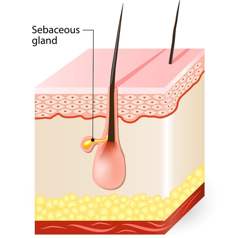 Sebaceous Gland Produce Oil on the Skin and Scalp