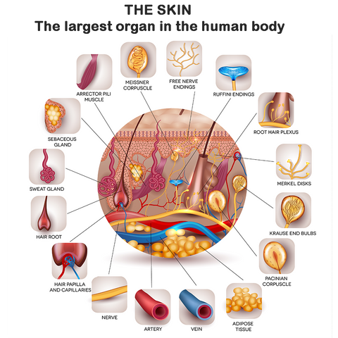 Natural Organic Products for Skin the largest organ in the human body