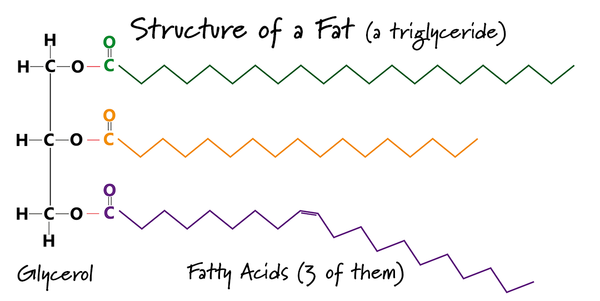 Structure of a Fat the Chemistry of Soap Making