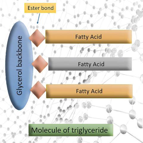 Sodium Coco Sulfate – Scentric