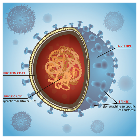 Structure of a Virus