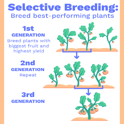 Selective Breeding is not the same as genetically modified