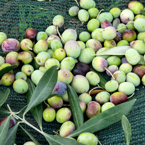 Squalane derived from Olives
