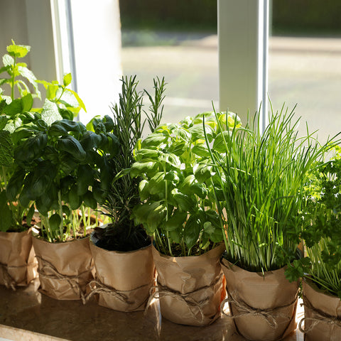 Organic Herbs on Windowsill for Herbal Infusion