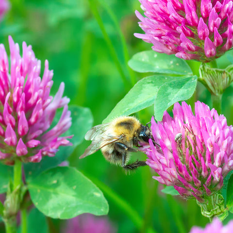 Bee pollinating clover endangered habitat