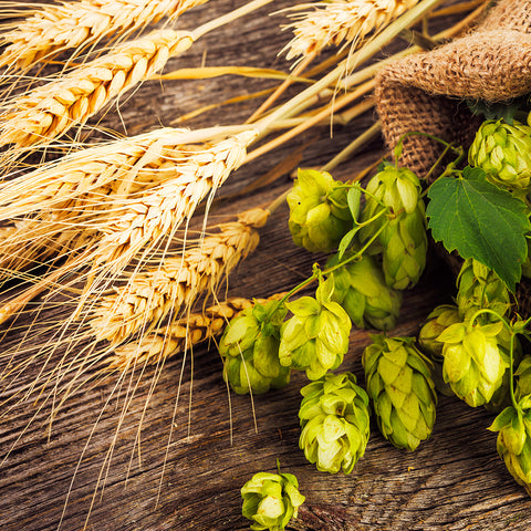 Beer Hair Rinse Barley and Hops loaded with protein help damaged hair 