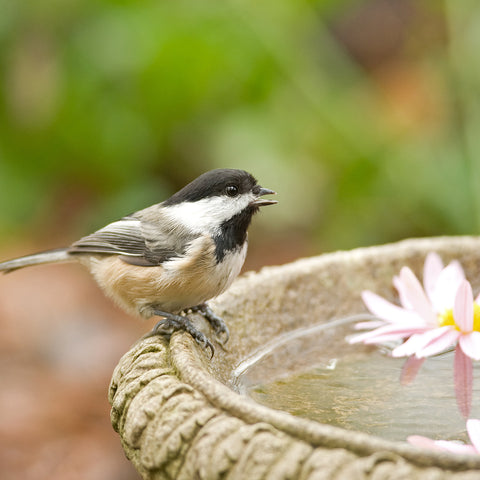Decrease Mosquitoes by Cleaning Bird Baths