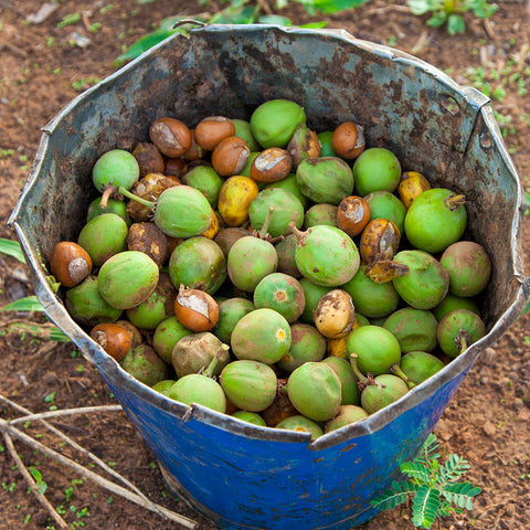 Natural Unrefined Shea Butter Skin Care Shea Nuts