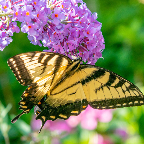 Butterflies Important Pollinators