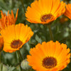 Natural Organic Calendula Skin Care