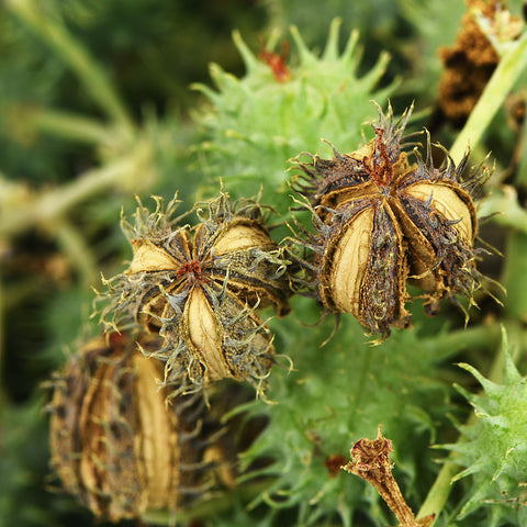 Natural Organic Skin and Hair Care with Castor Bean Oil