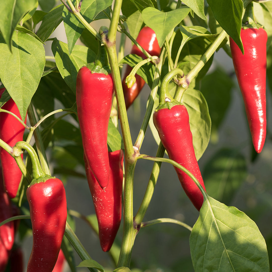 Cayenne Pepper Applied Topically Can Help Ease Pain – Chagrin