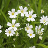 Natural Organic Chickweed Skin Care