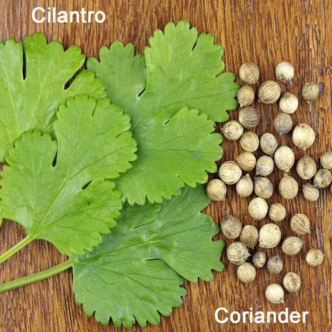 Skin Care from the garden cilantro leaves and coriander seeds