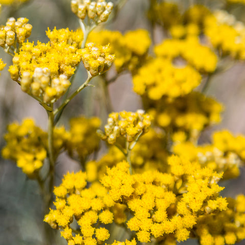 Organic Helichrysum Flowers Skin Care