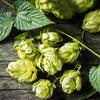 Natural Organic Skin Care & Hair Care with Hops 