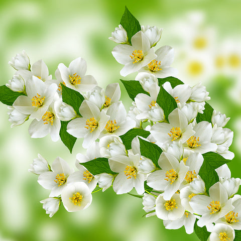 Jasmine Scent Oil Must be Extracted Using Solvents