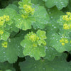 Natural Organic Facial Skin Care with Lady's Mantle