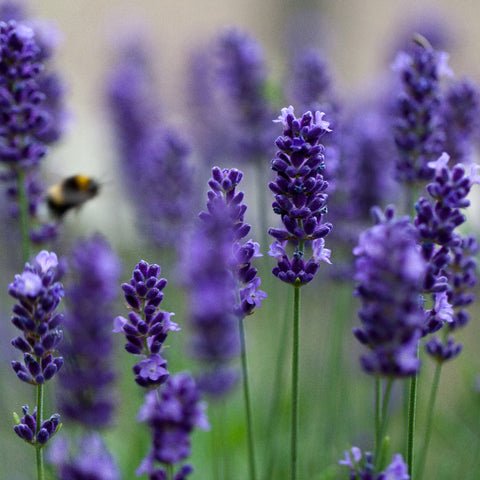 Organic Lavender Flowers