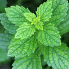 Natural Organic Lemon Balm Facial Skin Care