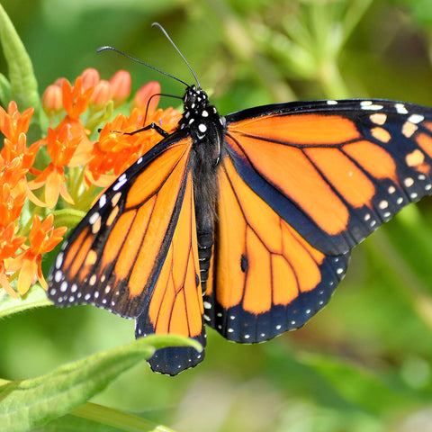 Bees and Butterflies have been dying at alarming rates