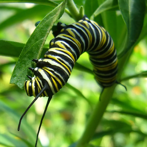Caterpillar of Endangered Monarch Butterfly