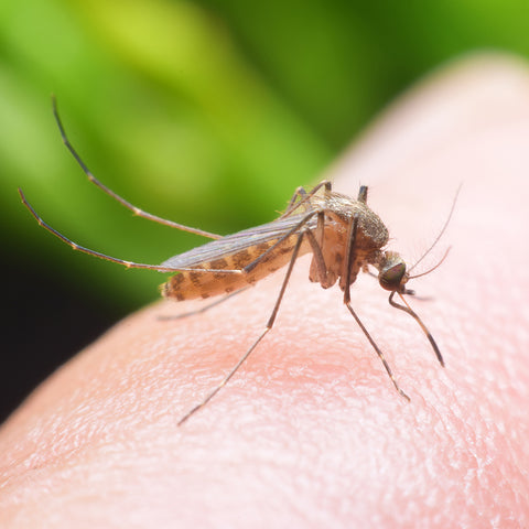 Natural Organic Repellent Helps Protect From Mosquitoes