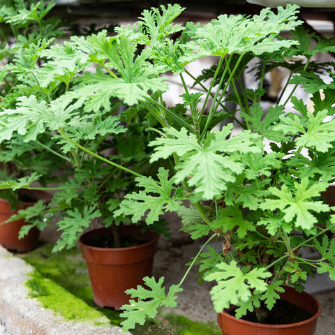 Mosquito Plant Natural Bug Repellent