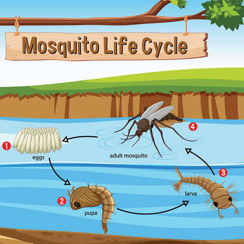 Natural Mosquito Repellents Mosquito Life Cycle