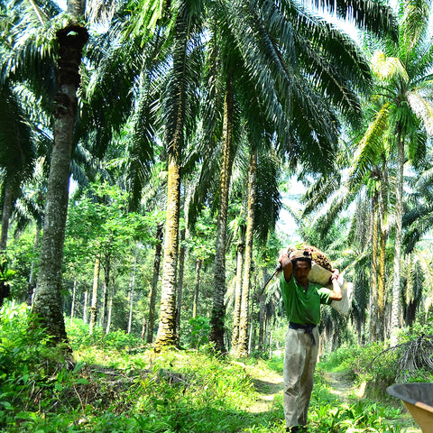 Natural Skin Care made with Certified Sustainable Palm Oil