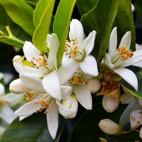 Neroli Essential Oil From Flower Blossoms of the Orange Tree