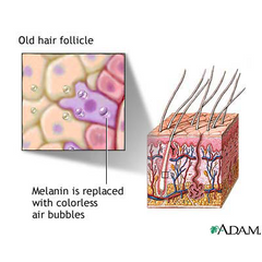 Graphic of Old Gray Hair Follicle without Melanin