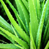 Natural Organic Skin Care & Hair Care with Organic Aloe Vera