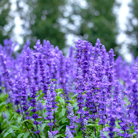 Natural Organic Skin Care Organic Lavender Flowers