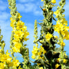 Natural Organic Skin Care & Hair Care with Mullein