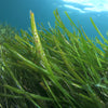 Natural Organic Skin Care & Hair Care with Natural Seaweed & Kelp