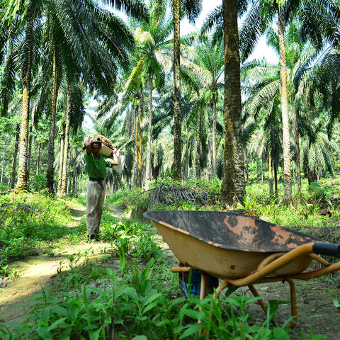 30 to 40 percent of the total production of palm oil comes from small palm oil farmers